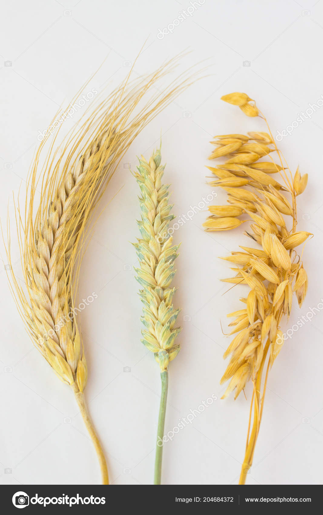 Zwei Ähren Weizen Und Eine Ähre Hafer Auf Weißem Hintergrund – Stockfoto ©  stone2005.ukr.net #204684372, image size:1067x1700