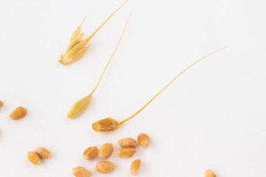  Buğday taneleri ölçeklerde. Beyaz bir arka plan üzerinde buğday taneleri temizlenmiş. Üstten görünüm