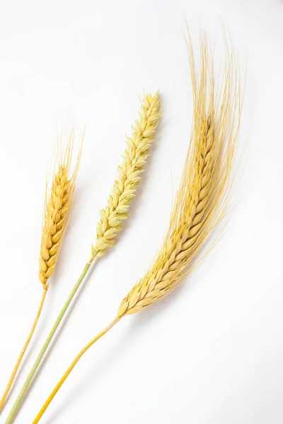 Колоски Пшеницы Белом Фоне Вид Сверху — стоковое фото