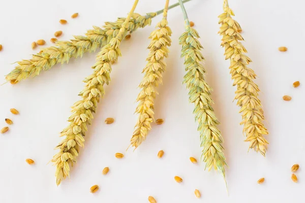 Ears Wheat Wheat Grain White Background Royalty Free Stock Images