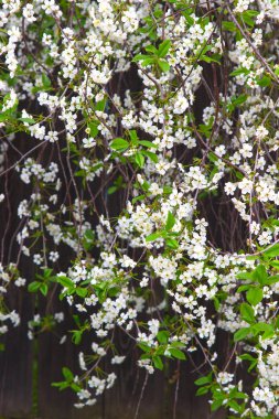 Karanlık bir arka plan üzerinde bir kiraz çiçeği dallarında