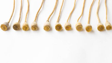 Beyaz bir arka plan üzerinde uzun bir sap üzerinde küçük haşhaş başkanları