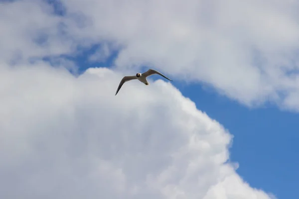 Чайка Летить Проти Синього Неба Білі Хмари — стокове фото