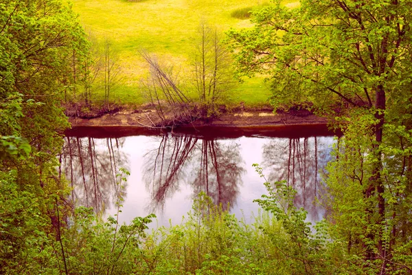 Reflexão Uma Árvore Seca Rio Gramado Floresta Paisagem — Fotografia de Stock