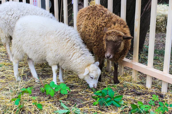 A lamb with white wool and a lamb with brown furs are on the hay
