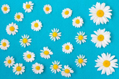 Mavi bir arka plan üzerinde papatya. Üstten görünüm