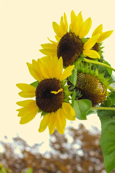 Flowers of a sunflower on a white background. Vertically