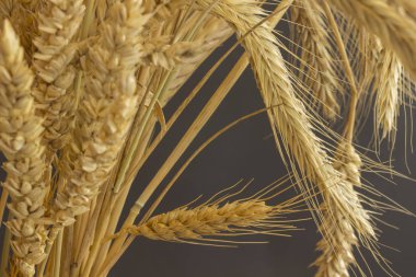 Buğday pastel pembe bir arka plan üzerinde farklı çeşitlerinin kulaklar. Yakın çekim