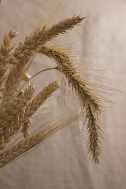 Buğday pastel pembe bir arka plan üzerinde farklı çeşitlerinin kulaklar. Yakın çekim