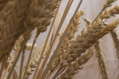 Buğday pastel pembe bir arka plan üzerinde farklı çeşitlerinin kulaklar. Kapat-u