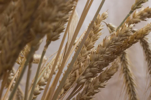 Buğday pastel pembe bir arka plan üzerinde farklı çeşitlerinin kulaklar. Kapat-u