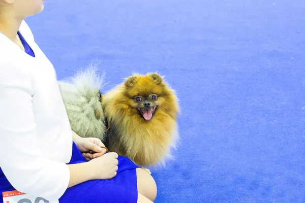 Namlu dilini dışarı asılı mavi bir arka plan üzerinde kırmızı bir köpek