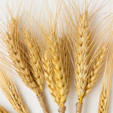 Spikelets beyaz bir arka plan üzerinde buğday sarı