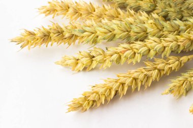 Beyaz arka plan üzerinde buğday tırmanıştır. Üstten görünüm. Yakın çekim