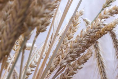 Buğday pastel bir arka plan üzerinde farklı çeşitlerinin kulaklar. Yakın çekim