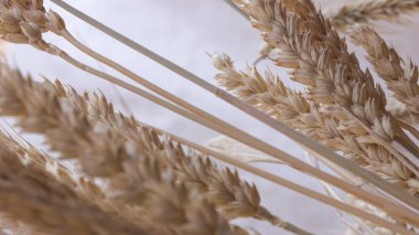 Buğday pastel bir arka plan üzerinde farklı çeşitlerinin kulaklar. Yakın çekim