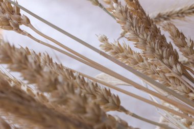 Buğday pastel bir arka plan üzerinde farklı çeşitlerinin kulaklar. Yakın çekim