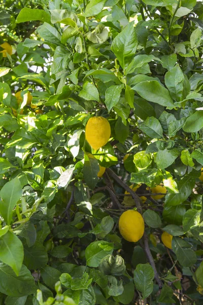 Gula Citroner Hänga Ett Grönt Träd — Stockfoto