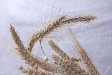 Buğday pastel bir arka plan üzerinde farklı çeşitlerinin kulaklar. Yakın çekim