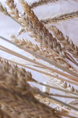 Buğday pastel bir arka plan üzerinde farklı çeşitlerinin kulaklar. Yakın çekim