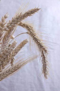 Buğday pastel bir arka plan üzerinde farklı çeşitlerinin kulaklar. Yakın çekim