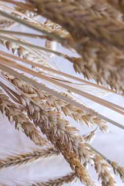 Buğday pastel bir arka plan üzerinde farklı çeşitlerinin kulaklar. Yakın çekim