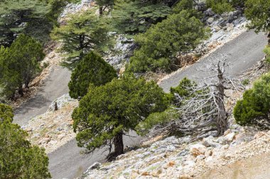 Dağ yoluna taş ve ağaçlar arasında. 