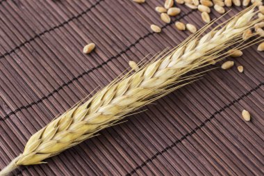 Buğday ve buğday taneleri kahverengi bir arka plan üzerinde spikelet. Üstten görünüm