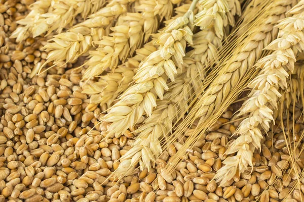 Spikelet buğday ve buğday taneleri. Yakın çekim. Üstten görünüm