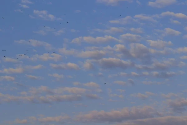 Птахи Літають Високо Блакитному Небі Рожеві Хмари Небі — стокове фото