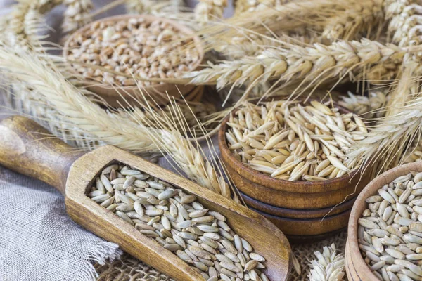 Spikelets of wheat, grains of wheat and oats closeup