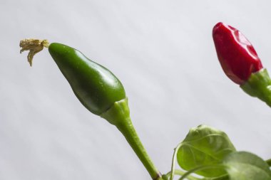 İki bakla kırmızı ve yeşil biber dal. Yakın çekim. Beyaz arka plan