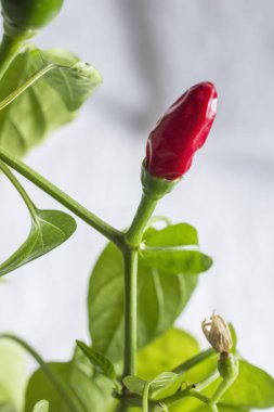 kırmızı biber dal Pod. Yakın çekim. Beyaz arka plan