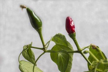 İki bakla kırmızı ve yeşil biber dal. Yakın çekim. Beyaz arka plan