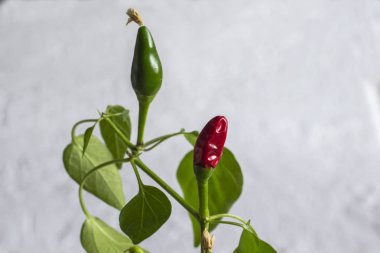 İki bakla kırmızı ve yeşil biber dal. Yakın çekim. Beyaz arka plan