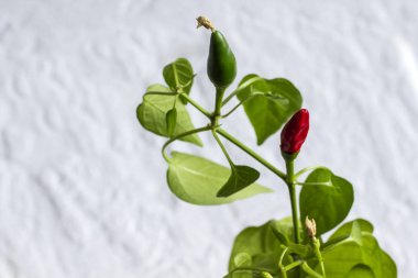 Beyaz çiçek ve yeşil biber kapsülü dal. Beyaz arka plan