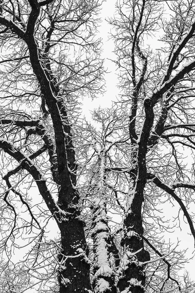 冬天的森林 天空被雪覆盖的树木 — 图库照片