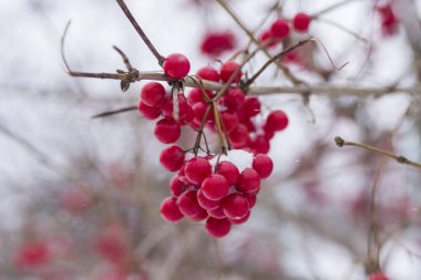 Kırmızı kartopu yakın çekim bir dalda kar
