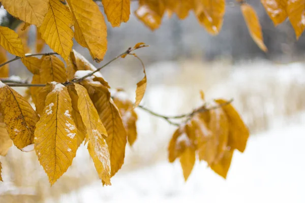 Желтые Листья Белом Фоне Снега — стоковое фото