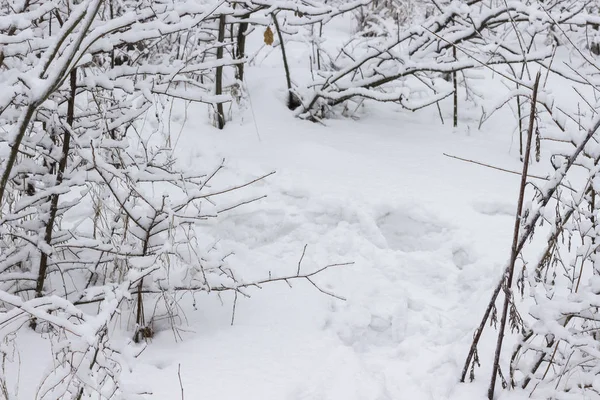 Kış Orman Ağaç Dalları Üzerinde Kar — Stok fotoğraf