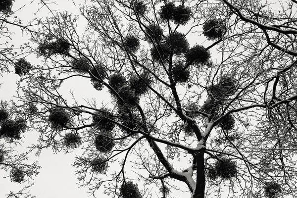 Mistletoe Uma Árvore Inverno Neve Nos Ramos — Fotografia de Stock