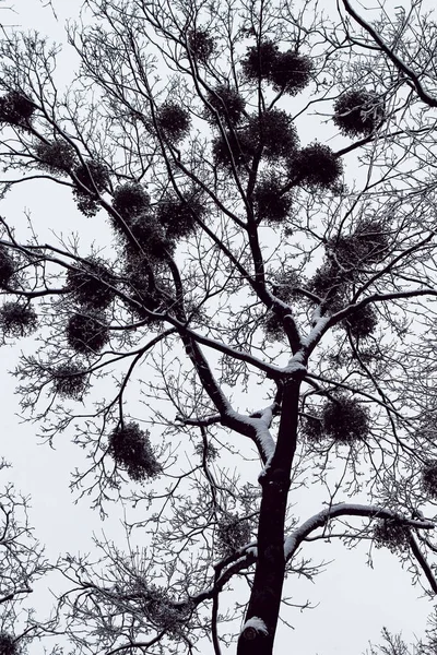 Mistletoe Uma Árvore Inverno Neve Nos Ramos — Fotografia de Stock