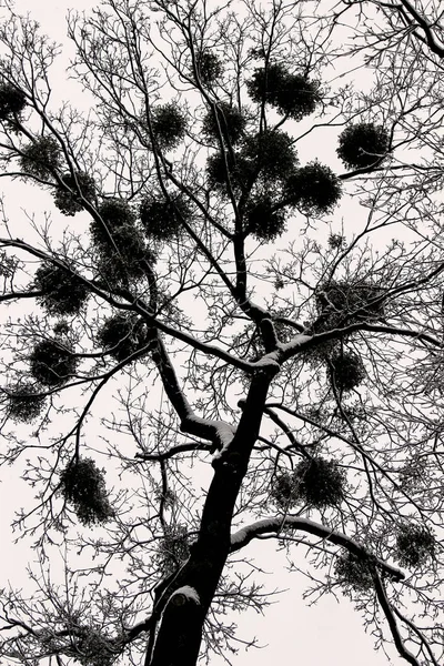 冬の木の枝に雪のヤドリギ — ストック写真