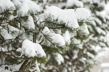 Kış orman. Ağaç dalları üzerinde kar