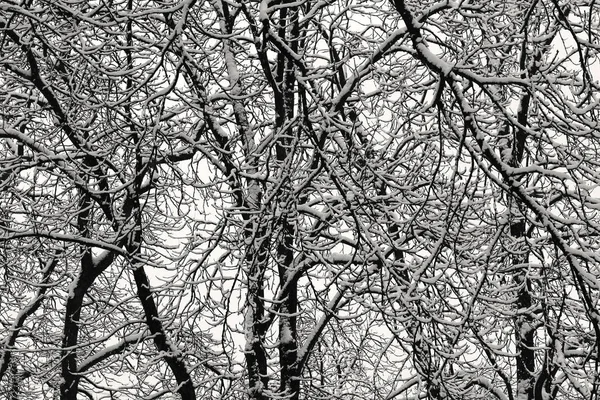 Foresta Invernale Neve Sui Rami Dell Albero — Foto Stock