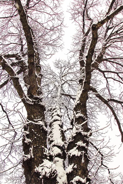 Зимний Лес Деревья Покрытые Снегом Против Неба — стоковое фото