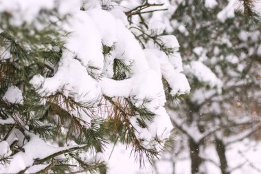 Kış orman. Ağaç dalları üzerinde kar