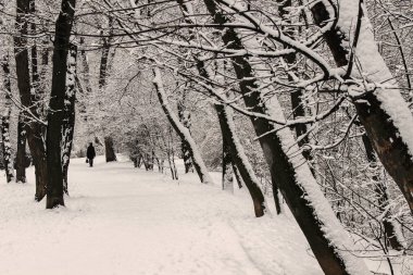 Winter Park, bir adam yolda gidiyor. Yatay olarak