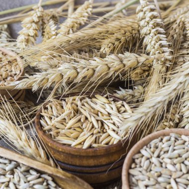 Spikelets buğday, buğday ve yulaf closeup taneleri