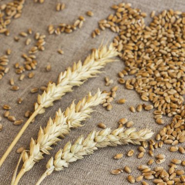 Spikelet buğday ve buğday taneleri. Yakın çekim. Kare. Üstten görünüm